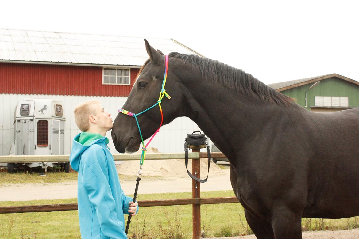 Schweres Warmblut Gero - Drengene i mit liv <3
d.21.10.12 - mig billede 20