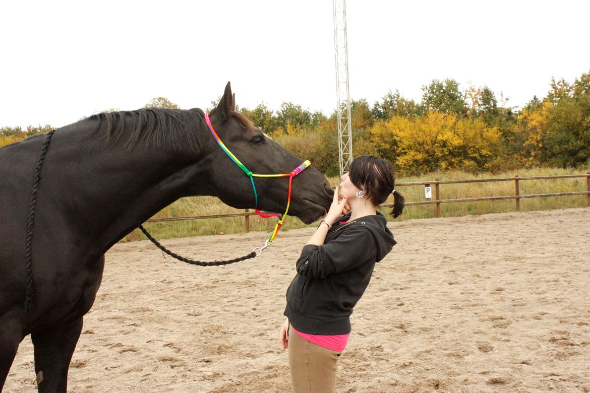 Schweres Warmblut Gero - Den lille møsse hester :* 
d.21.10.12 - Christian billede 1