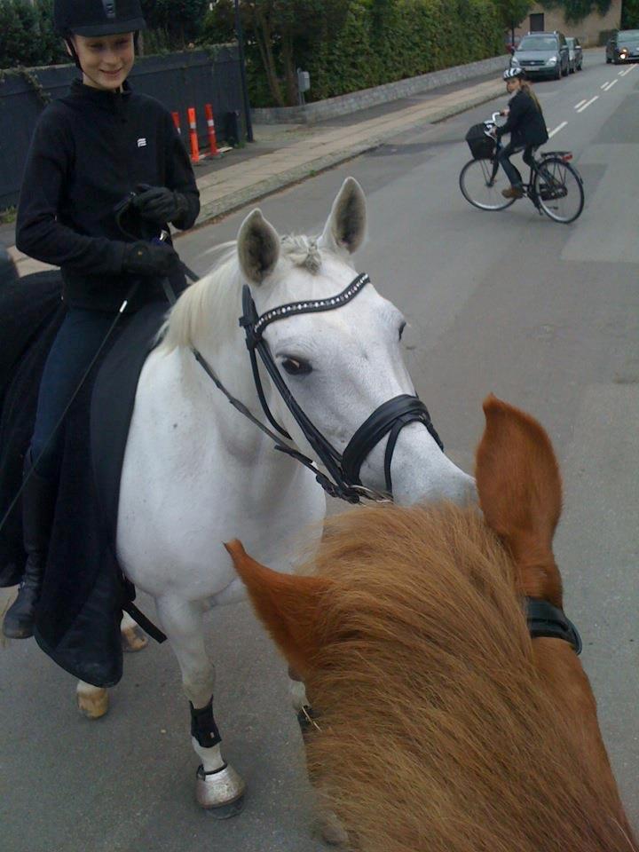 Tysk Sportspony My Fair Lady - Ude at skridte tur da vi lige støder ind i nogle dejlige personer (Stino, taget fra Mischia's ryg) <3 billede 15