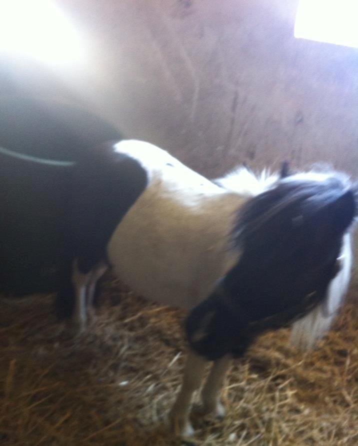 Miniature Daisey billede 1