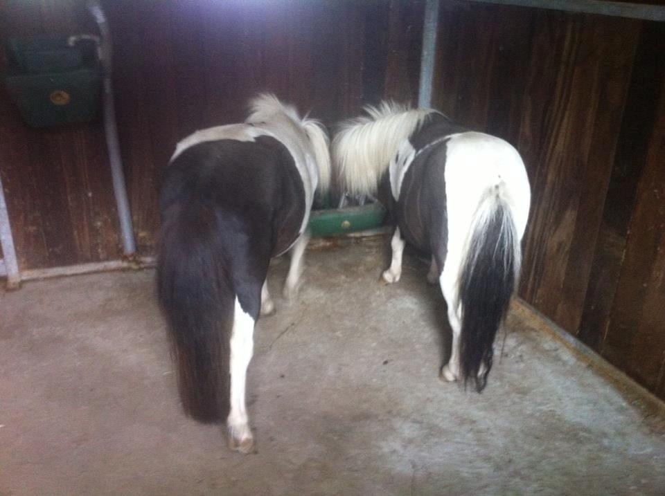 Miniature Daisey - Det er Daisey til venstre og Ricko til højre :) billede 2