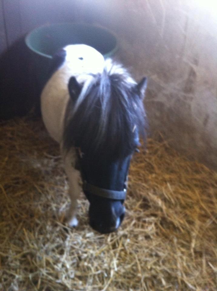 Miniature Daisey billede 3