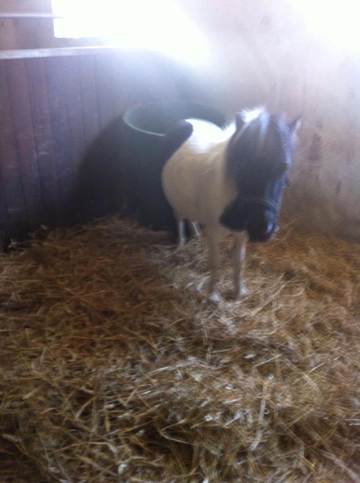 Miniature Daisey billede 4