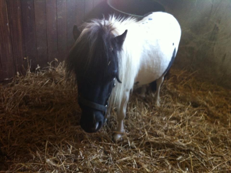 Miniature Daisey billede 5