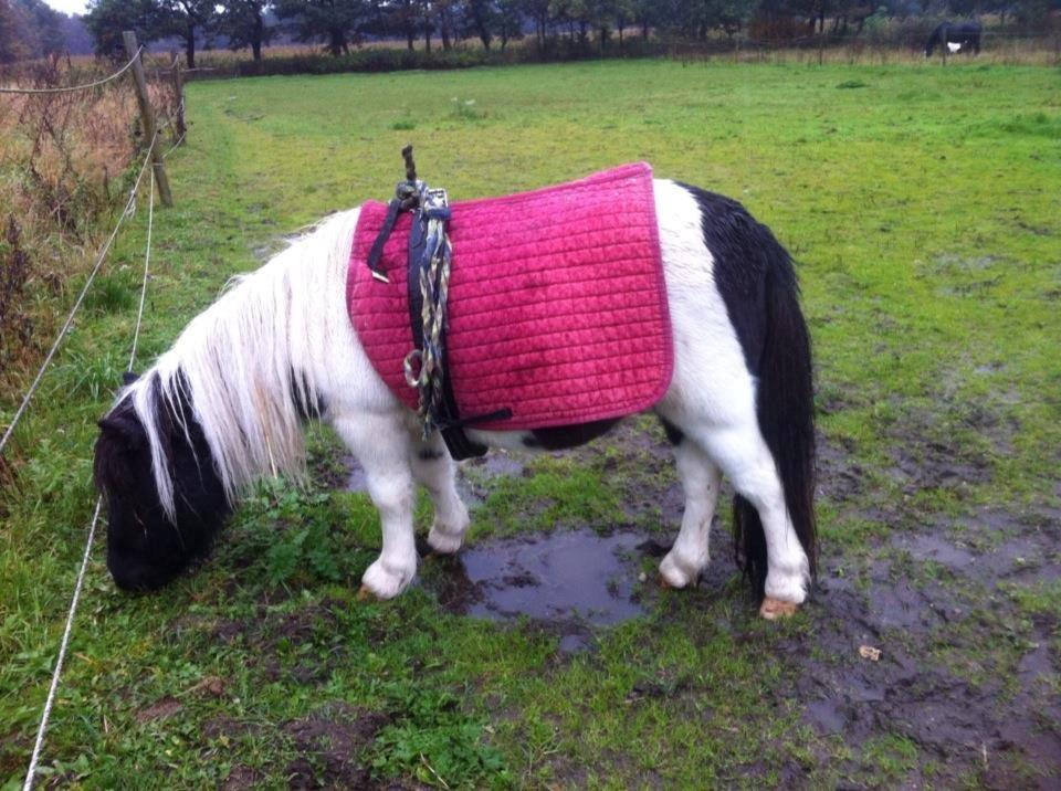 Miniature Daisey - Hehe <3 lavede et Hjemmelavet "dækken" billede 6