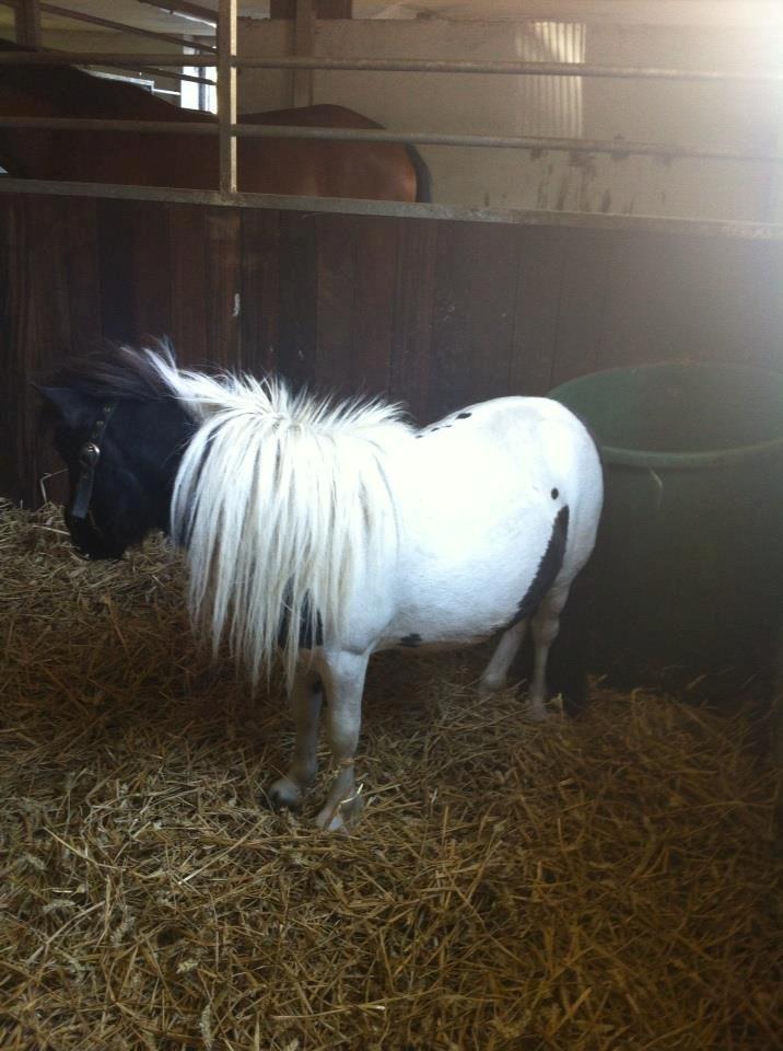 Miniature Daisey billede 7