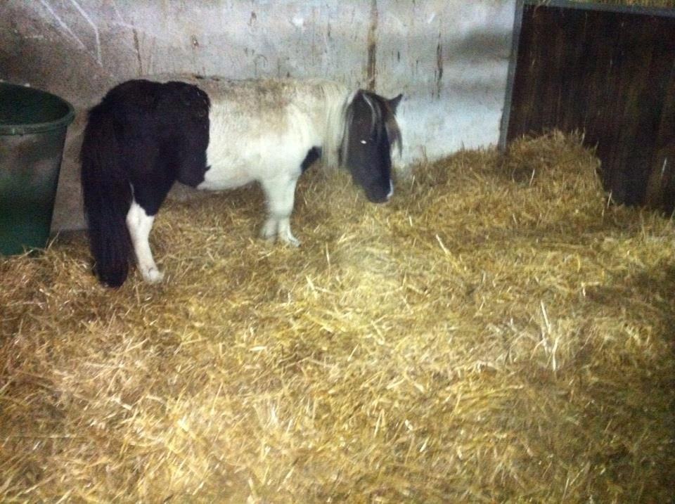 Miniature Daisey billede 8