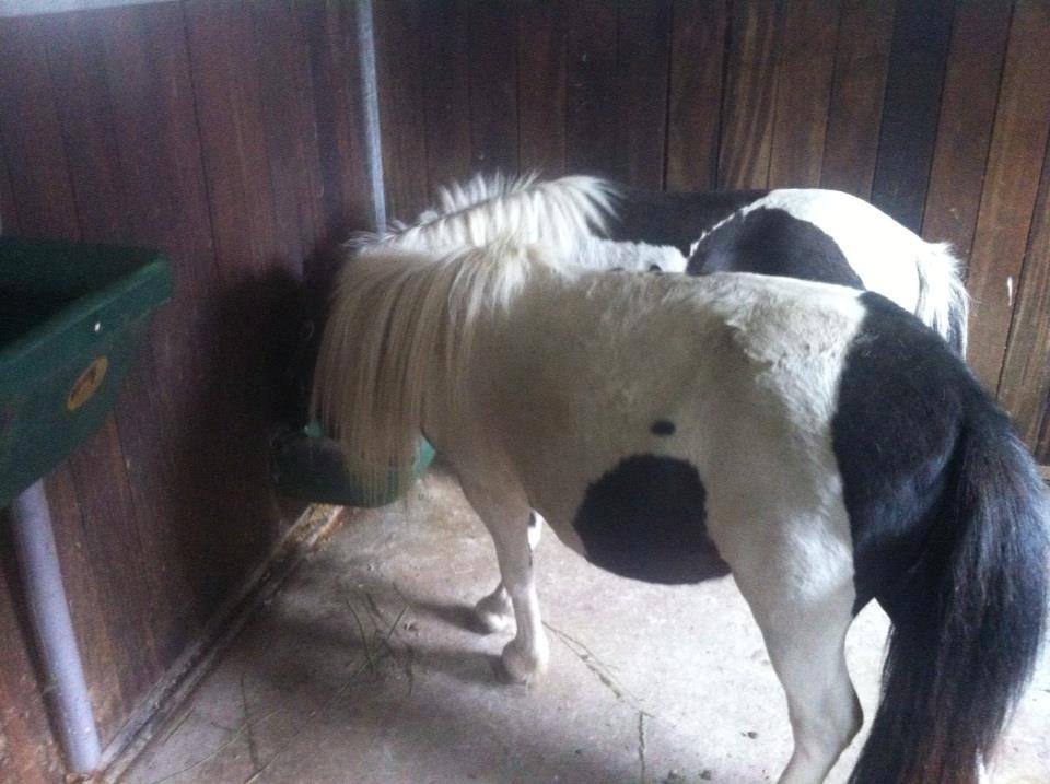 Miniature Daisey billede 9