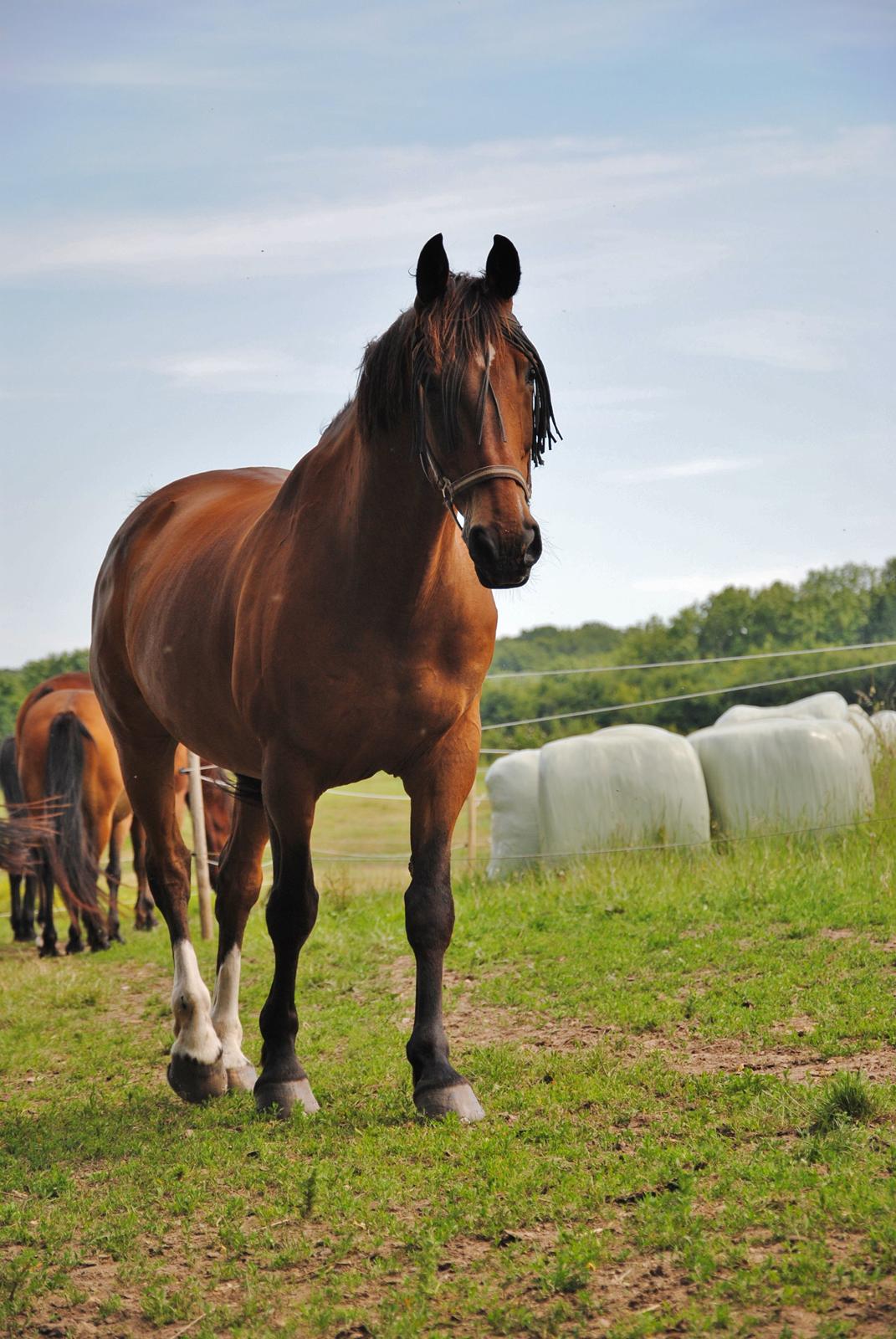 Dansk Varmblod Slumstrups May boy billede 2