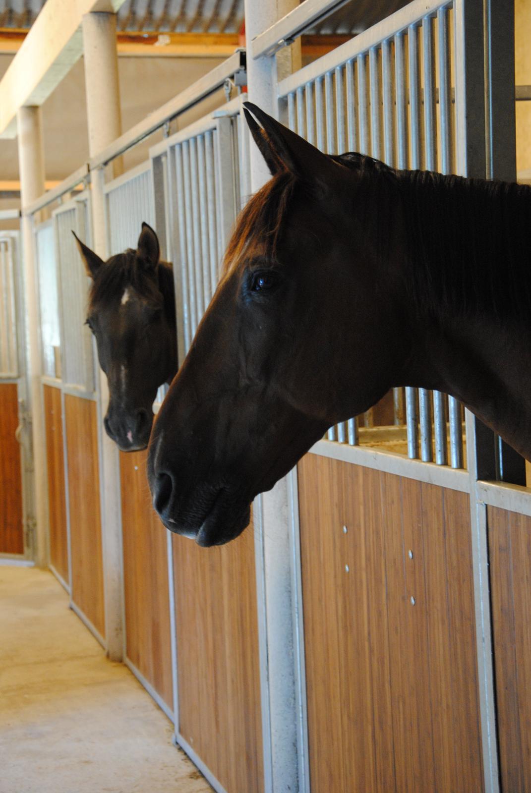 Dansk Varmblod Slumstrups May boy - Mayboy i sin stald billede 11