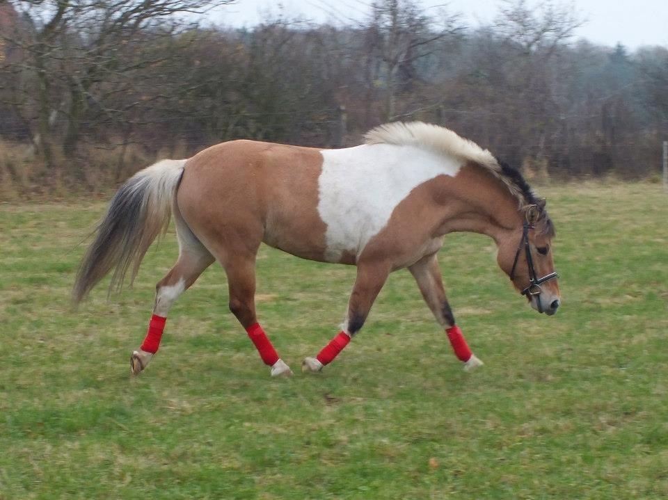 Anden særlig race Skarndalens Upsi *R.I.P* - Billed 19 og 20 er fra de sidste billeder der af hende som blev taget lørdag..
Har 2 fra en halv time før hun blev aflivet billede 20