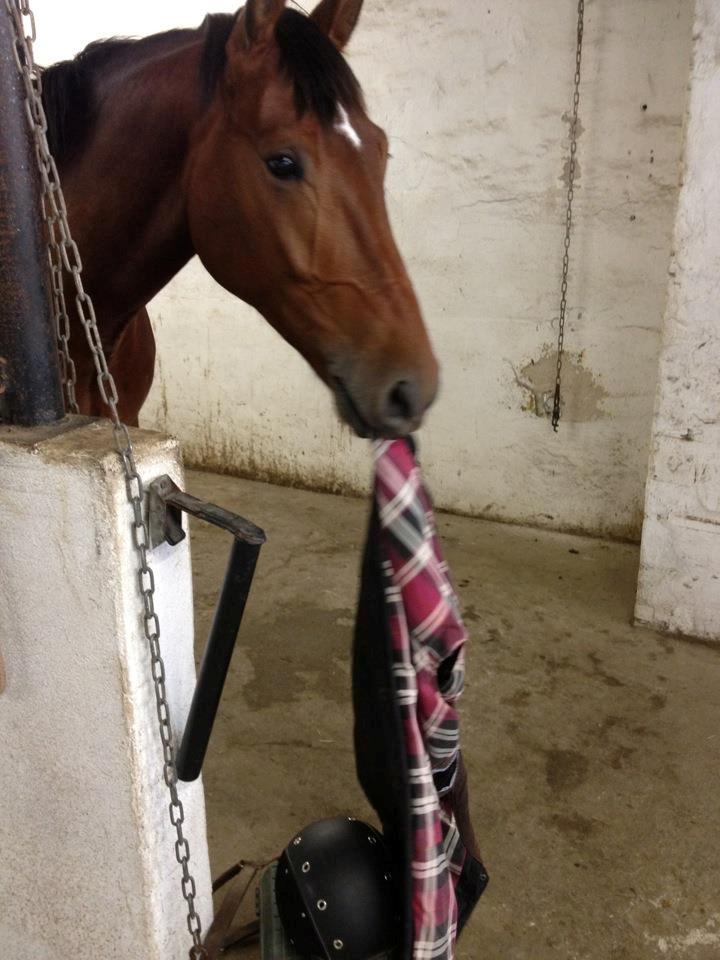 Oldenborg DA VINCI ALSTRUP - Slut 21 August 2012 :-( - Lille bandit. <3
2012 billede 9