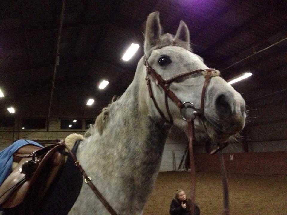 Hollandsk Varmblod Deline - Min smukke skat med sit nye spring udstyr <3 billede 13