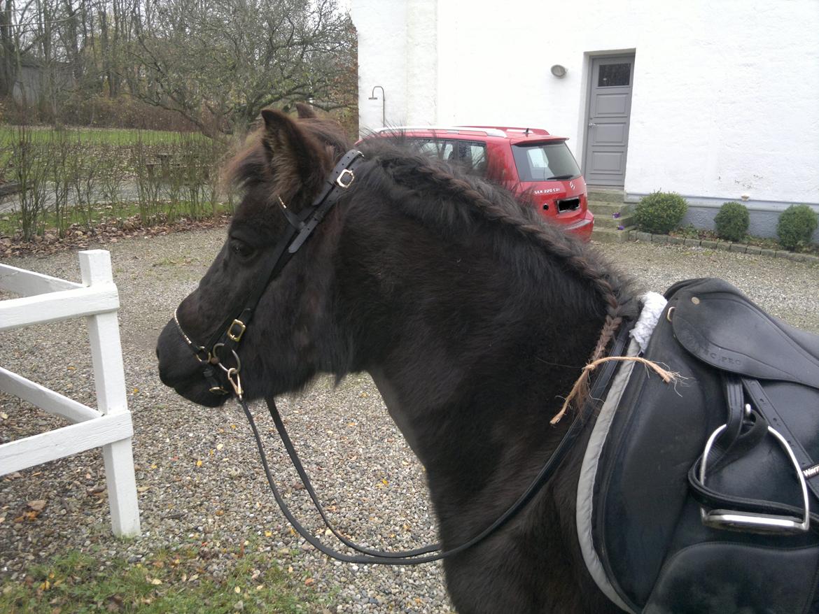 Islænder Mýsla - Første forsøg på en hingstefletning billede 14