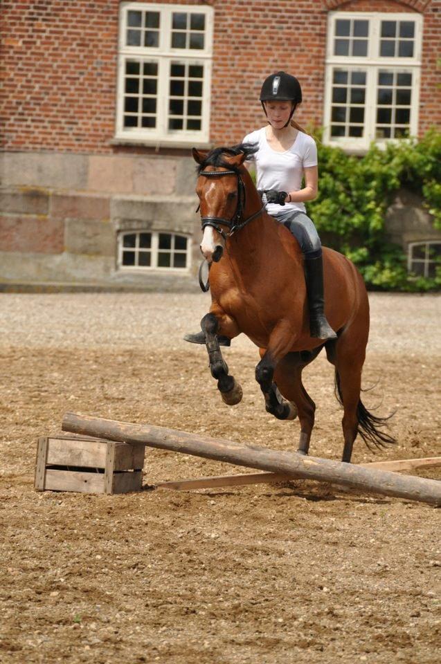DSP Lundgårds Adonis halv A-pony SOLGT - jeg elsker dig pony<3 billede 13