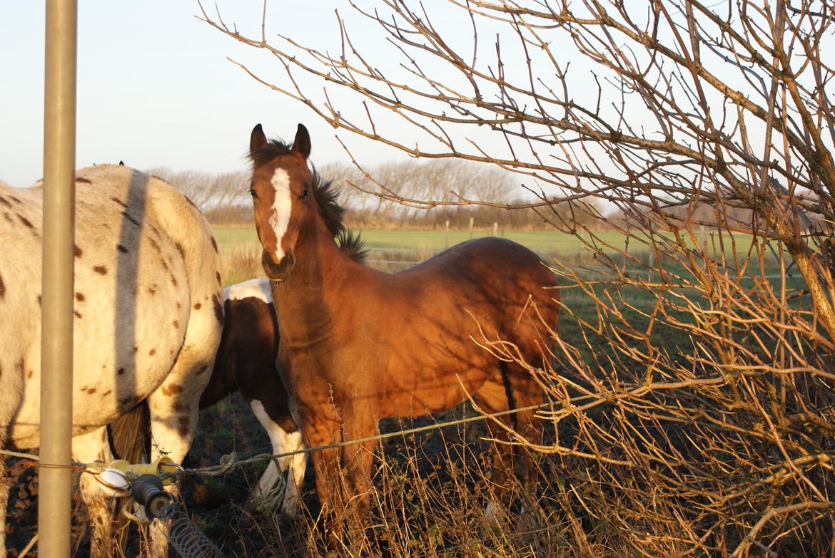 Welsh Partbred (Sec F) Skovsmindes Angelique (Angie) - November 2012 billede 12