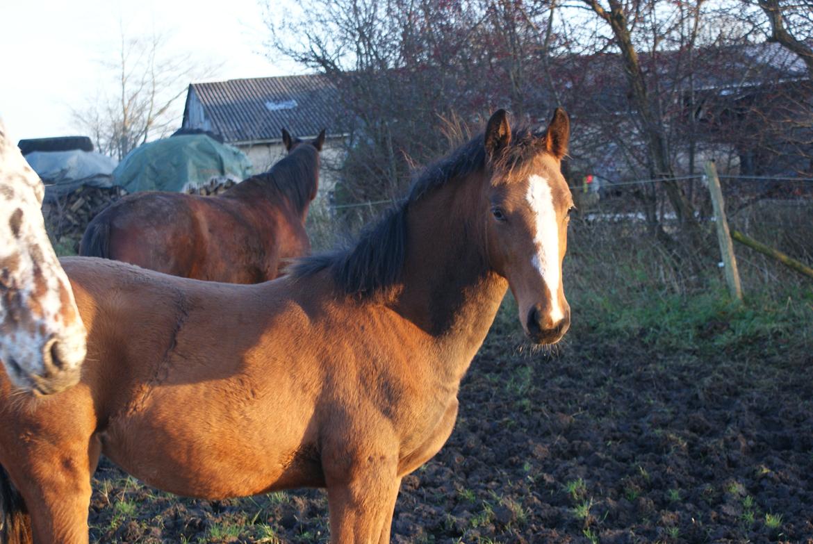 Welsh Partbred (Sec F) Skovsmindes Angelique (Angie) - november 2012 billede 17