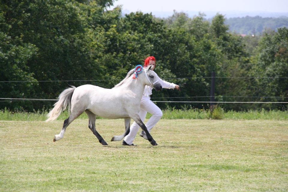 Welsh Mountain (sec A) Chopins Matine - Klassevinder v/ M&M for fun 2012 billede 9