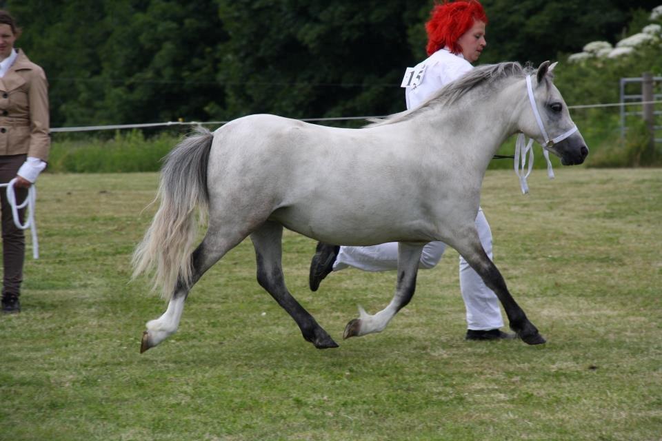 Welsh Mountain (sec A) Chopins Matine billede 11