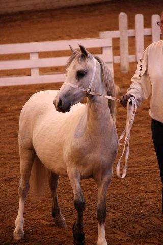 Welsh Mountain (sec A) Chopins Matine - Dorthealyst 2012 billede 7