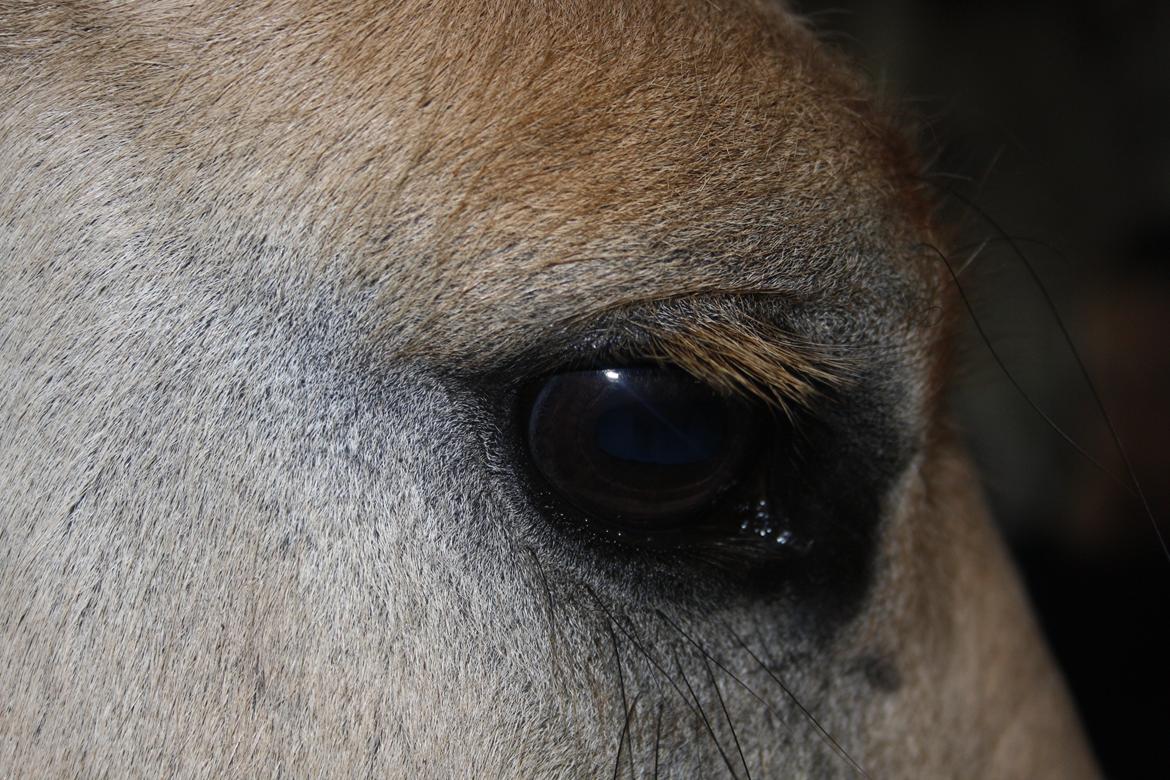 Fjordhest Toby [Har Redet] - Velkommen til Tumben aka Tobbesprofil :) billede 1
