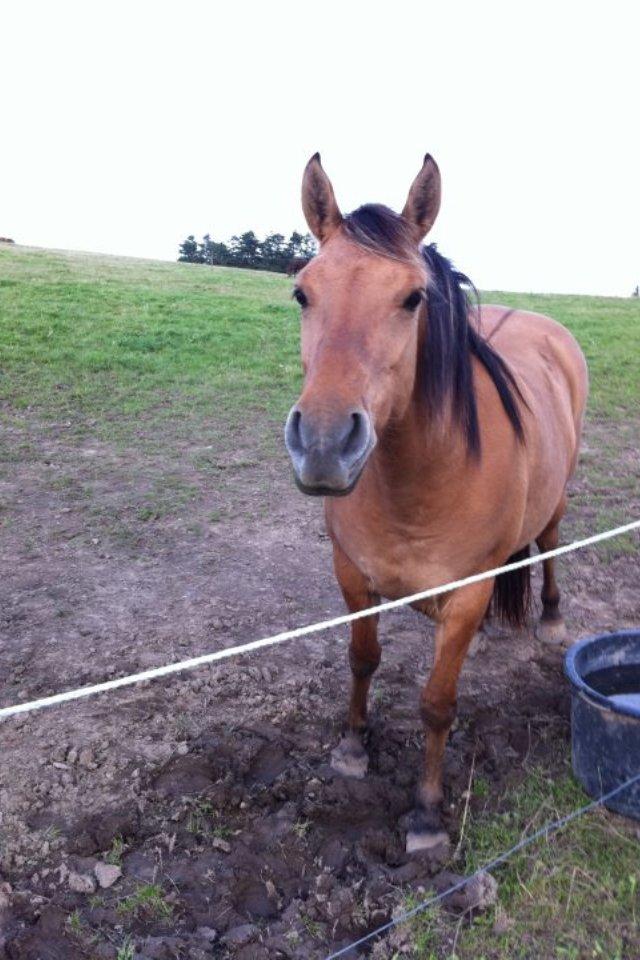 Anden særlig race Nala billede 2