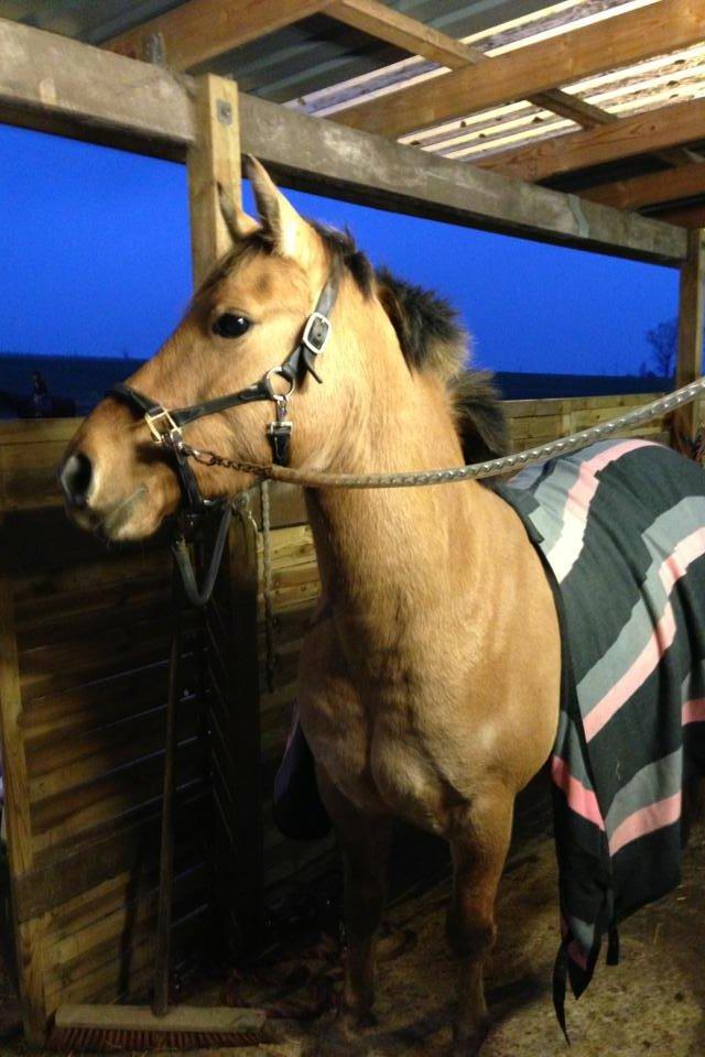 Anden særlig race Nala billede 5