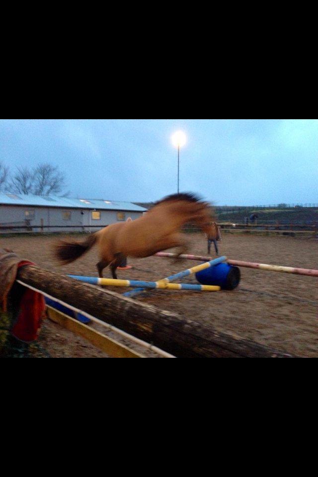 Anden særlig race Nala billede 6