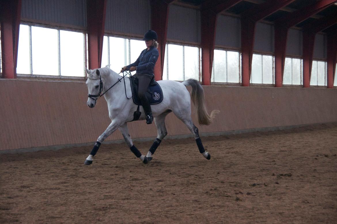 Trakehner Hilfiger - Undervisning nov 2012 billede 1