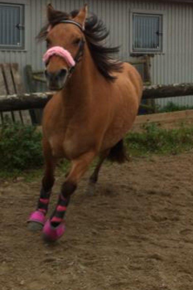 Anden særlig race Nala billede 17