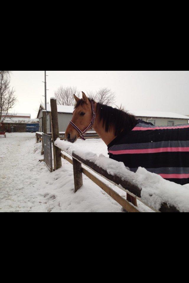 Anden særlig race Nala billede 18