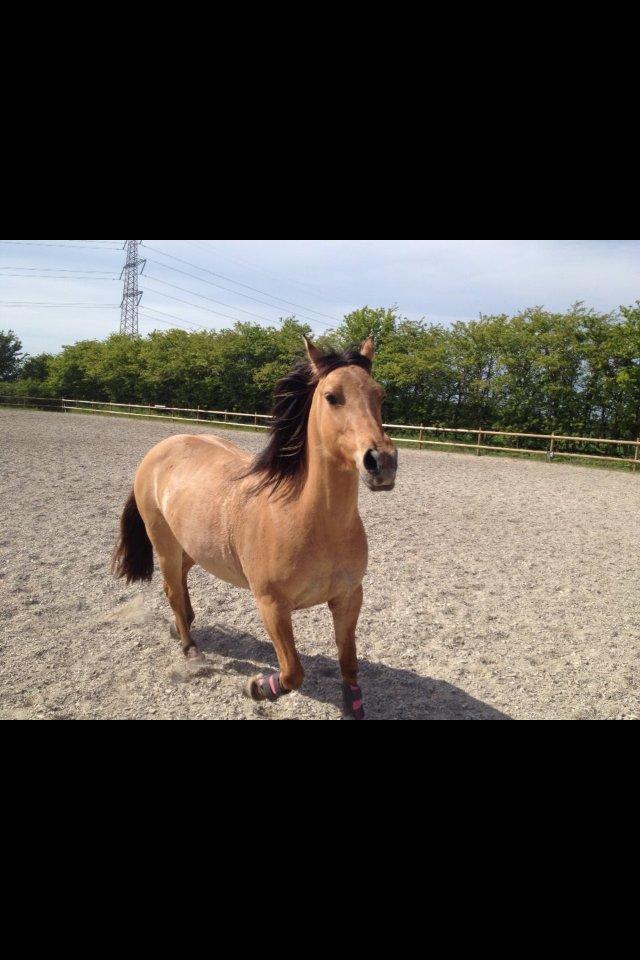 Anden særlig race Nala billede 19