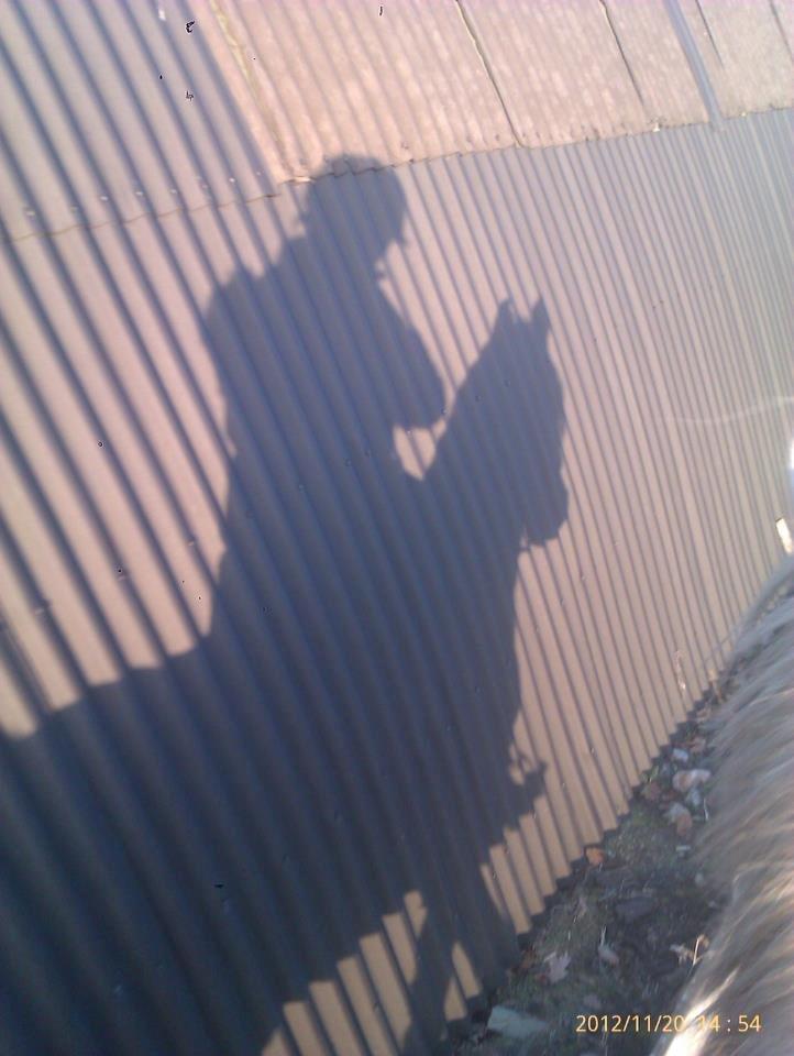 Shagya Araber (SH) Cheval - Et slags ride billed <3  billede 7