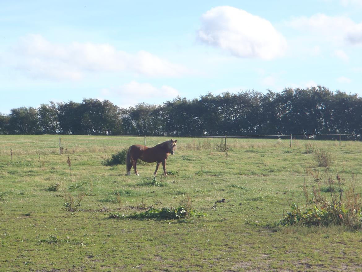 Welsh Cob (sec D) Rudi billede 5