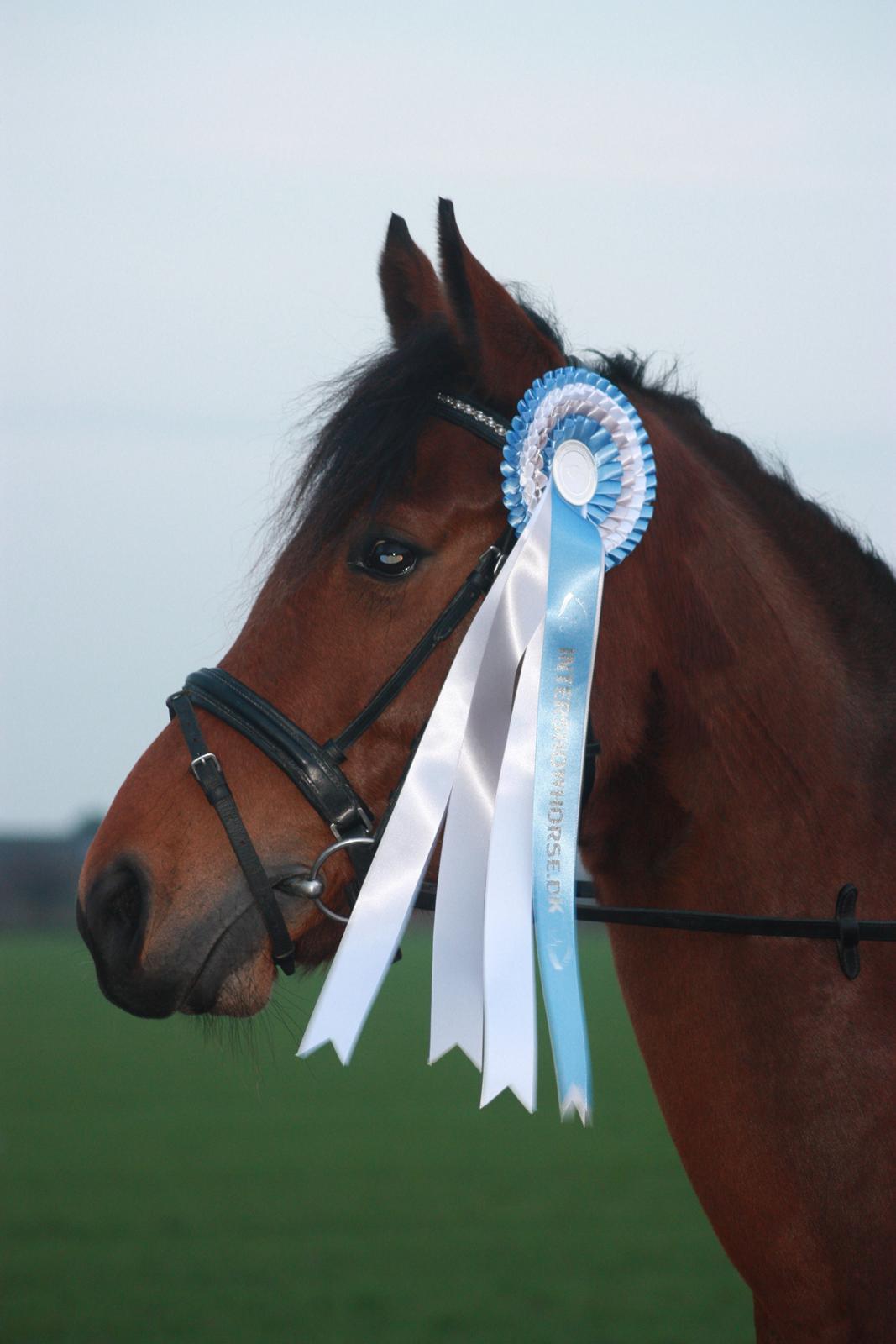 DSP Shamrocks Massa E Cozzile billede 17