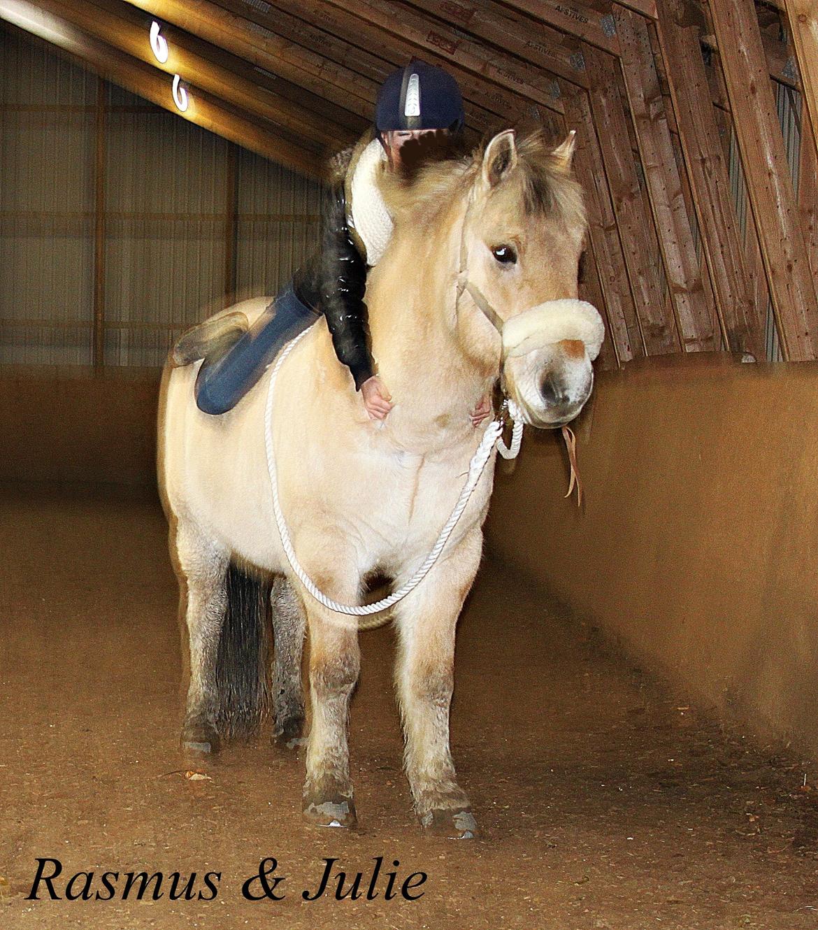 Fjordhest Rasmus :* billede 15