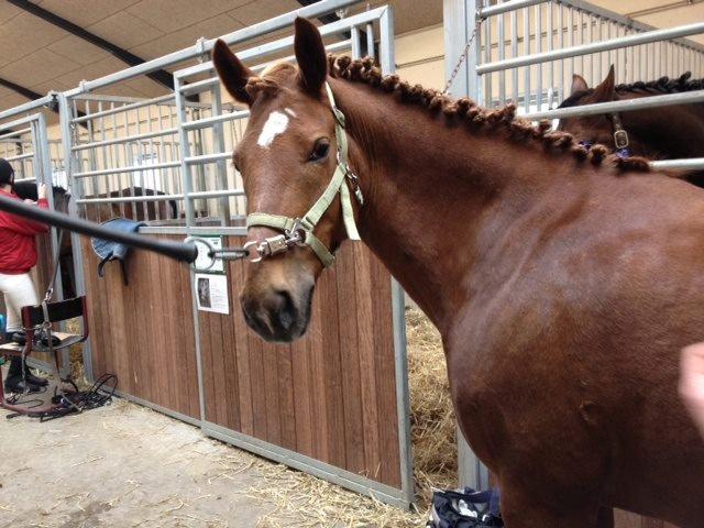 Anden særlig race Duncan - stævne  billede 5