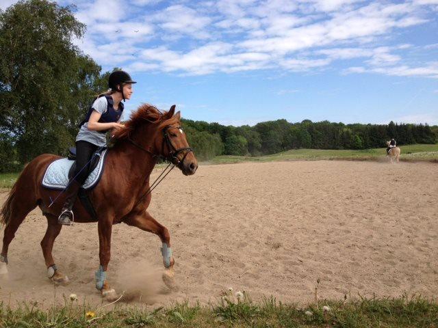 Anden særlig race Duncan - fuld galop  billede 6