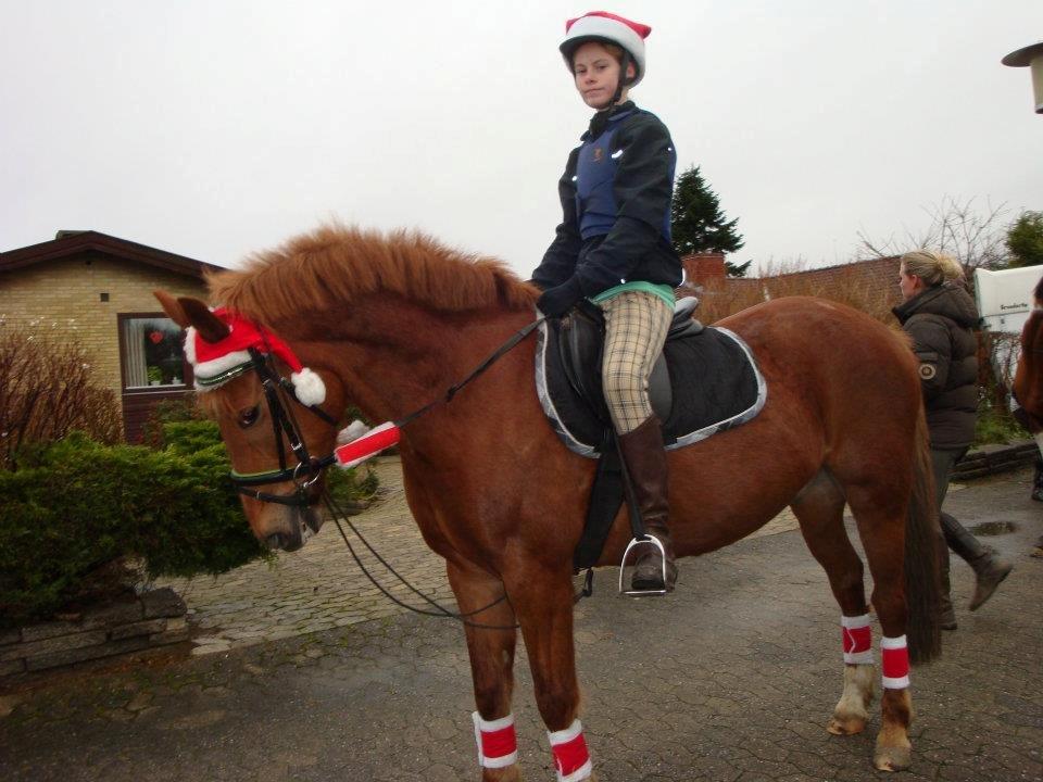 Anden særlig race Duncan - jule tur 2011 billede 7
