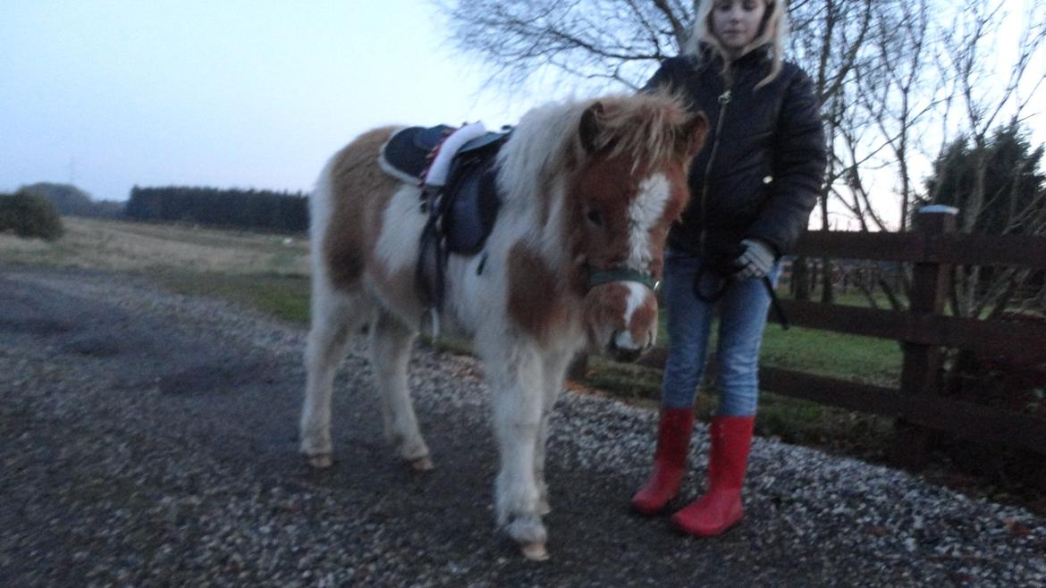 Islænder Jødis - Lille Jødis er kommet rigtig langt! er så stolt af hende :) ps sadlen vejer ingen ting og hun synes kun det er sjovt at træne :)<3 billede 10