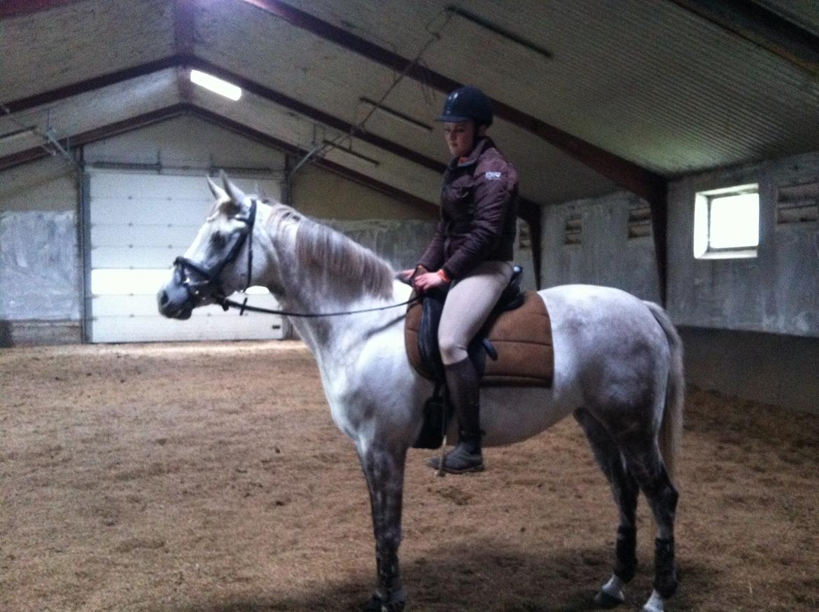 Dansk Varmblod Nikita af Sandager - Juli 2012 billede 3