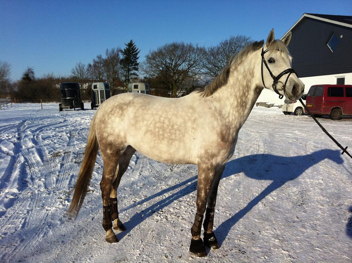 Dansk Varmblod Nikita af Sandager - feb 2012 billede 2