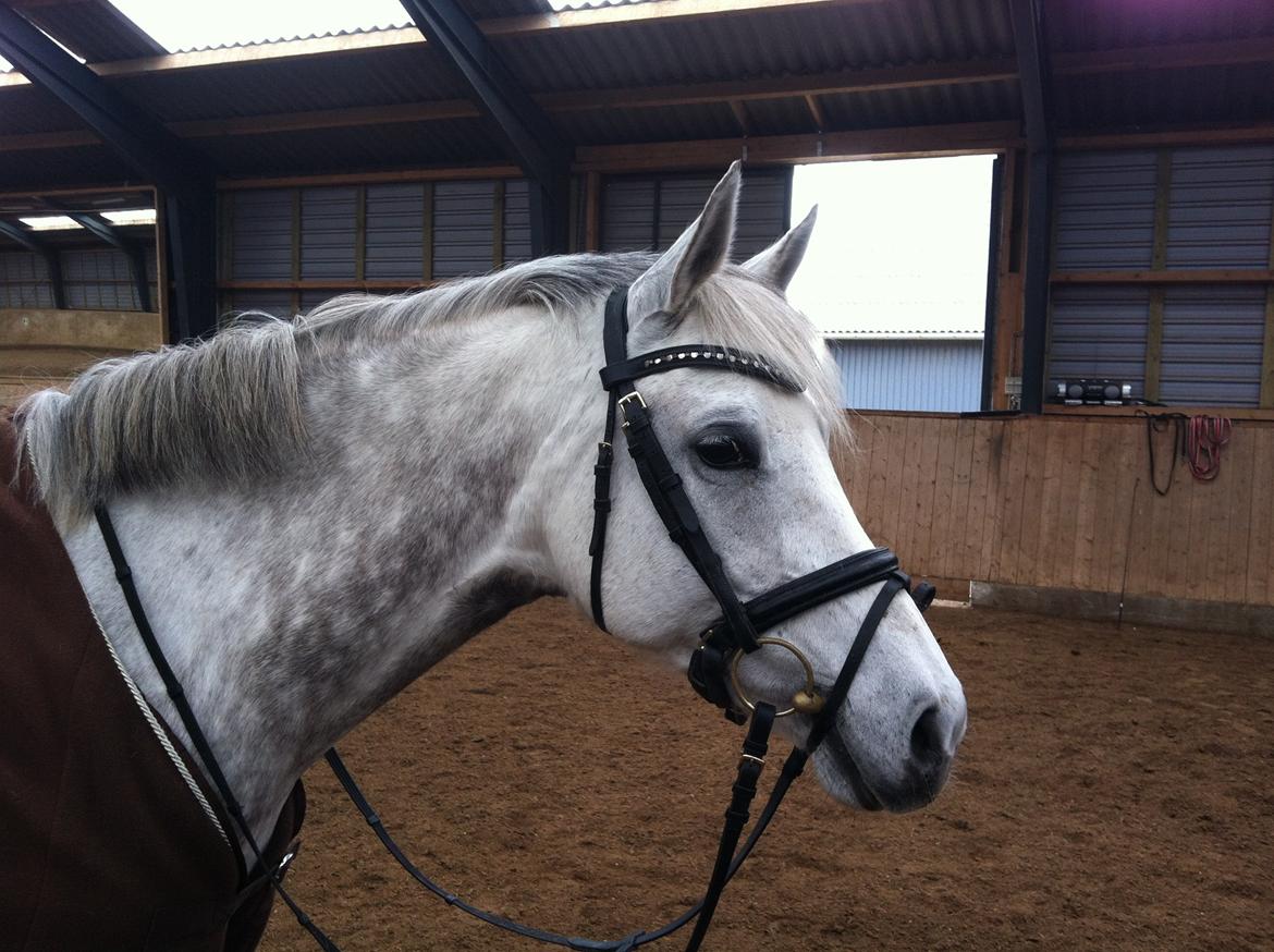 Dansk Varmblod Nikita af Sandager - maj 2012 billede 1