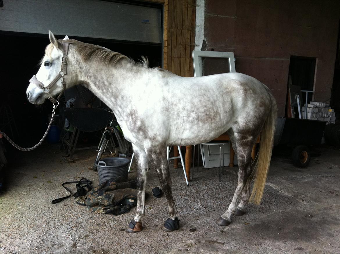 Dansk Varmblod Nikita af Sandager - 2012 billede 5