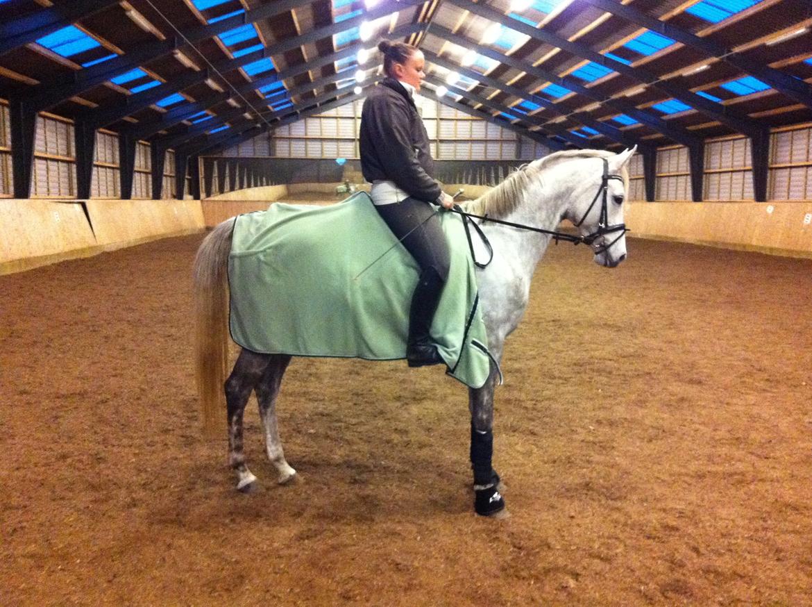 Dansk Varmblod Nikita af Sandager - Jan 2012 billede 4