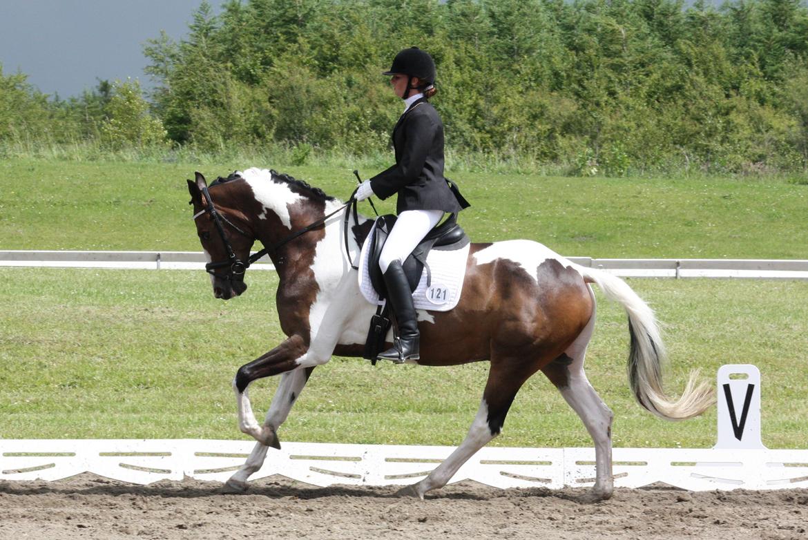 Dansk Varmblod Hedens Pacifique - En 8'er i galop ;)
23/6-2012 billede 11