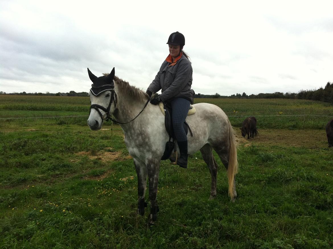 Dansk Varmblod Nikita af Sandager - 2011 billede 6