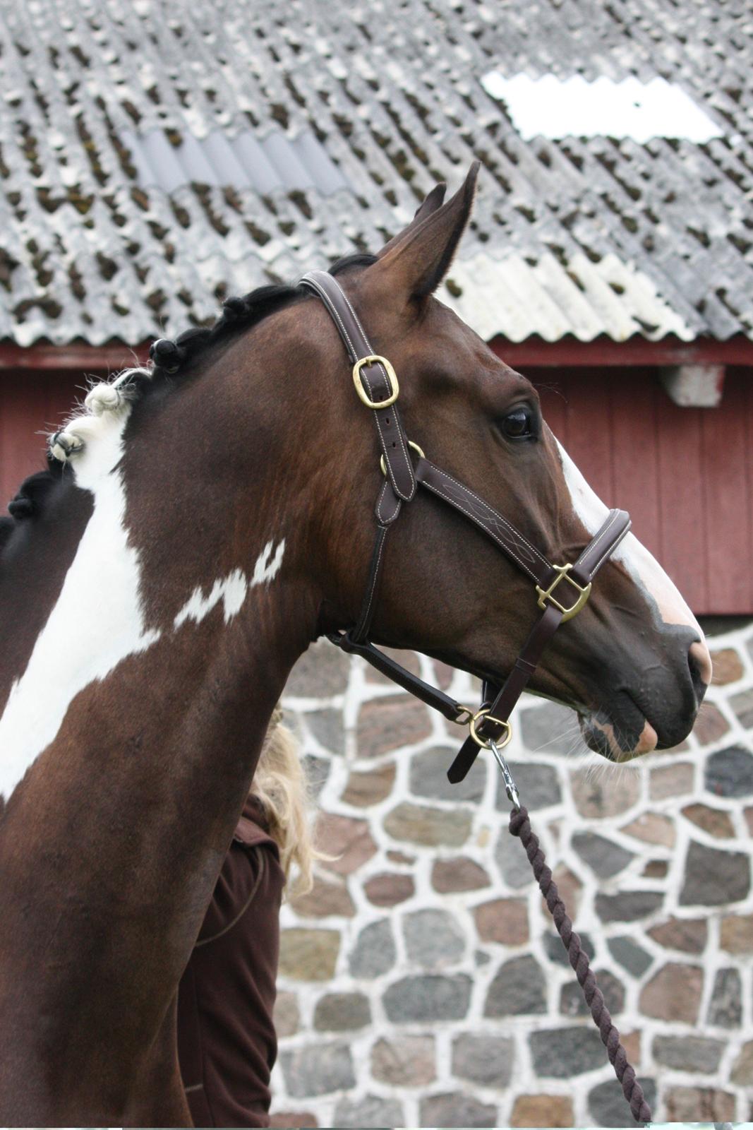 Dansk Varmblod Hedens Pacifique - 23/6-2012 billede 15
