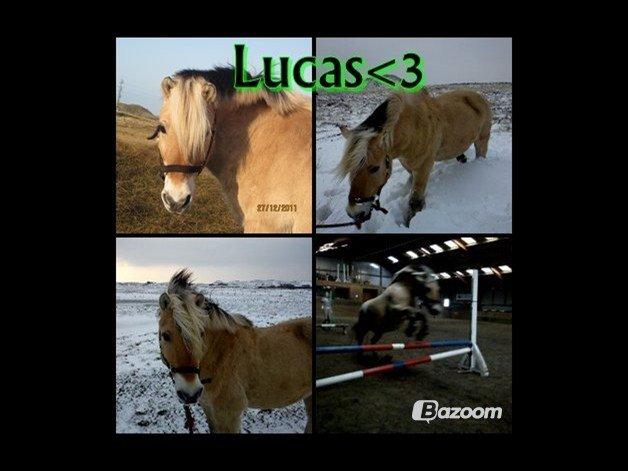 Fjordhest Lucas <3 - Møøøøøs!!♥
Redigeret af: Anne billede 10