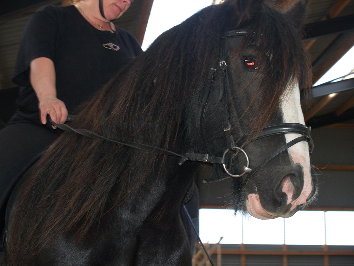 Irish Cob Enyalil (tidl hest) billede 9